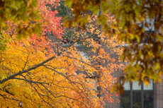 fall foliage