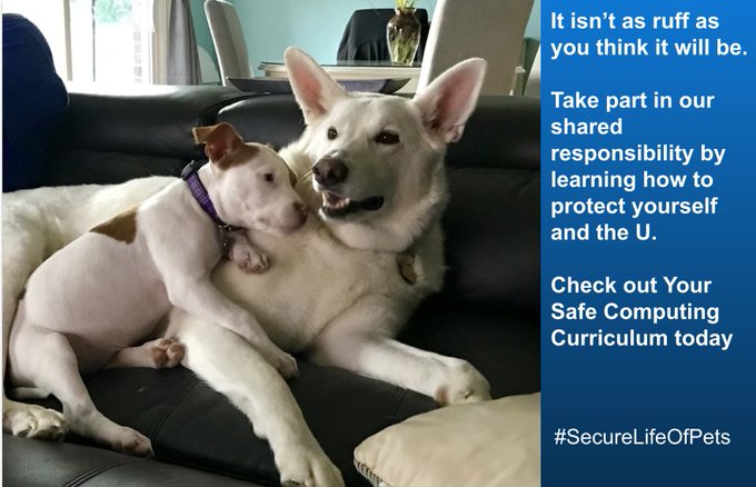 Two white dogs cuddling together on a couch. On the side of the image is a message about checking out the Safe Computing Cirriculum to learn how to protect your data.