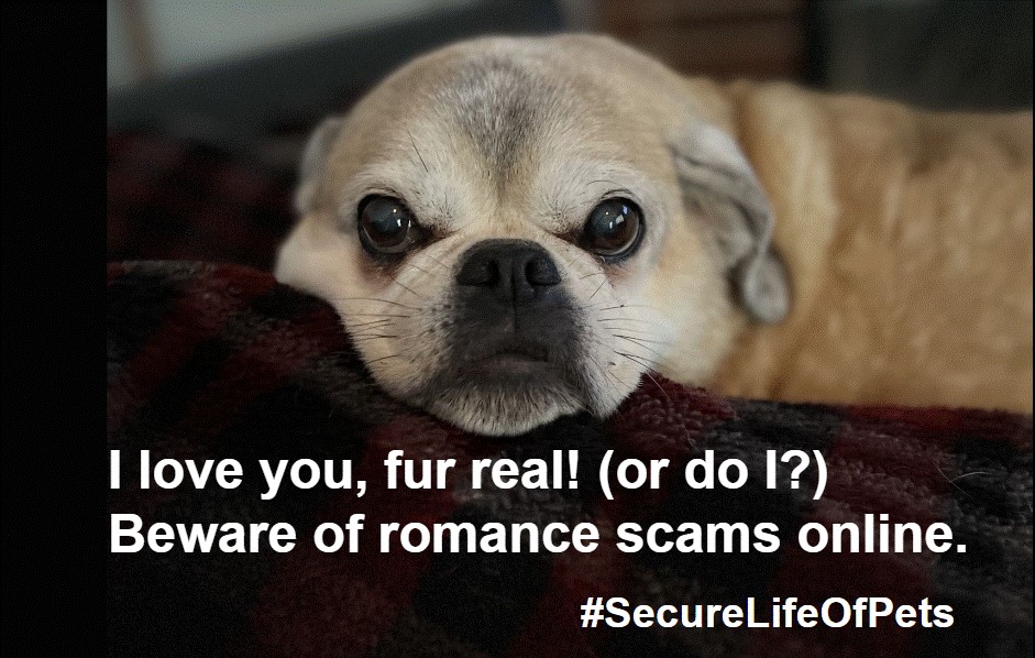 Pug laying on a couch with text: I love you fur real! (or do I?) Beware of romance scams online. #SecureLifeOfpets