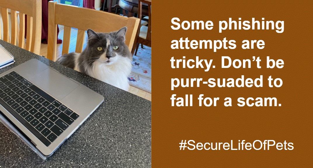 Photo of cat at a laptop and text: Some phising attempts are tricky. Don't be purr-suaded to fall for a scam.