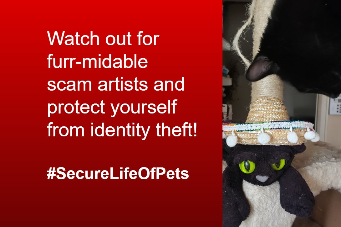 Photo of black cat looking at a stuffed animal black cat wearing a sombrero. Text: Watch out for furr-midable scam artists and protect yourself from identity theft.