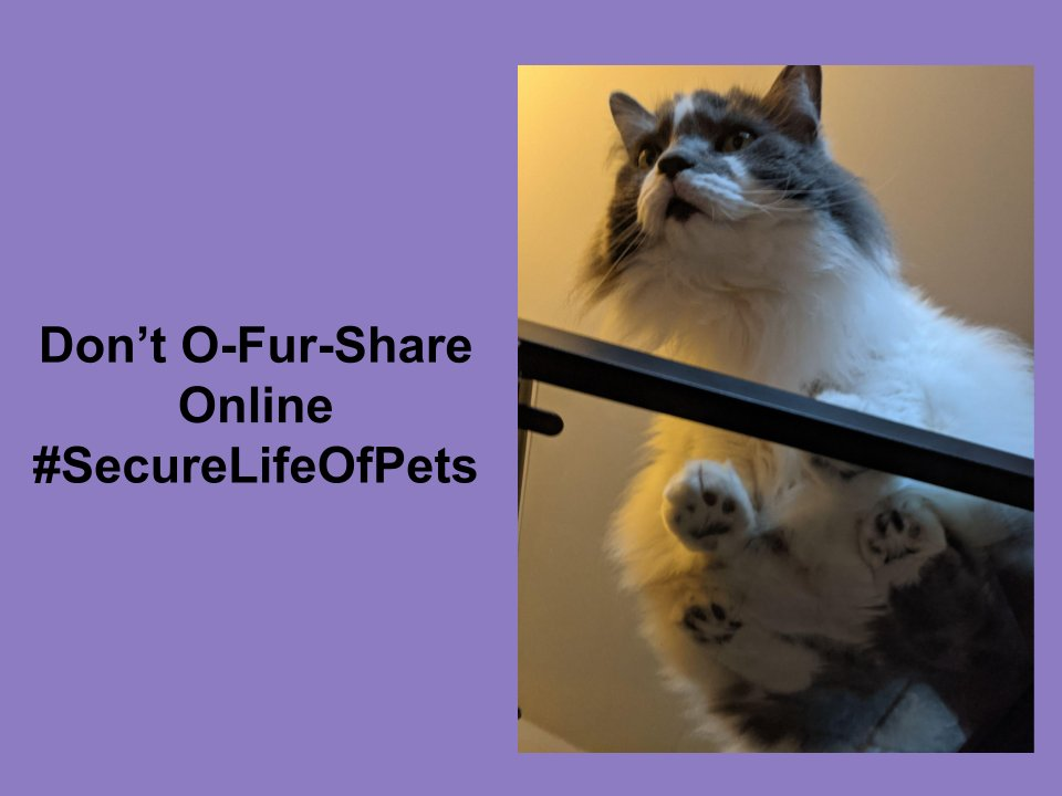 Fluffy cat sitting on a glass table. Text: "Don't O-Fur-Share Online #SecureLifeOfPets"