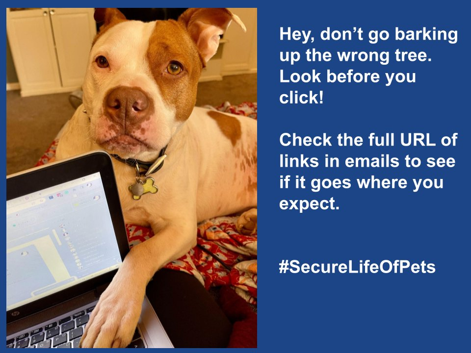 Someone sitting on the couch with their laptop and their dog laying on them as the dog puts their paw on the keyboard of the laptop. Text: "Hey, don't go barking up the wrong tree. Look before you click! Check the full URL of links in emails to see if it goes where you expect."