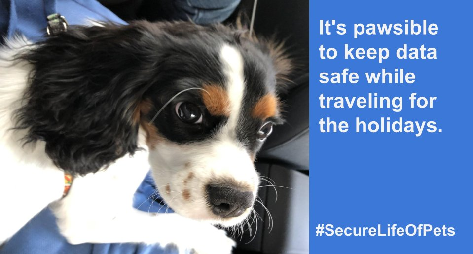A picture of an excited dog. Text: "It's pawsible to keep data safe while traveling for the holidays."